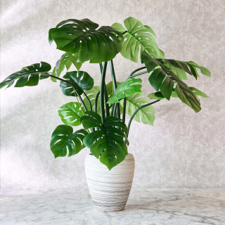 Monstera