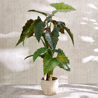 Elephant Ear