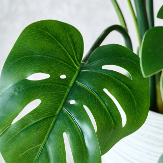 Monstera