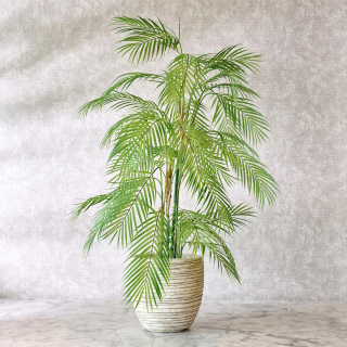 Areca palm