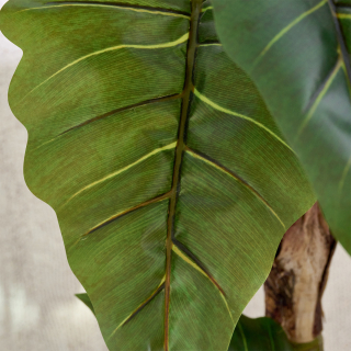 Elephant Ear