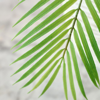 Areca palm