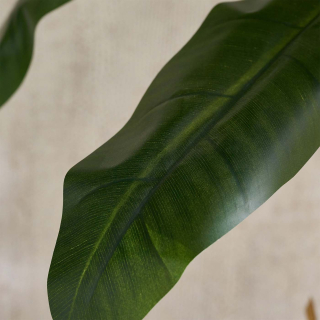 Strelitzia-large