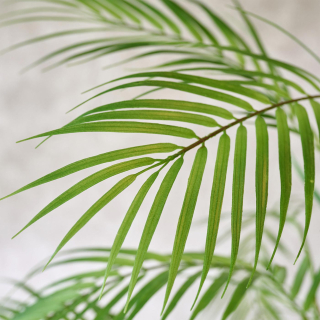 Areca palm