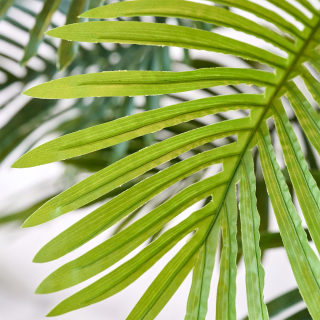 Areca Palm