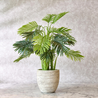 Areca Palm