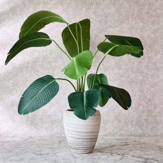 Strelitzia
