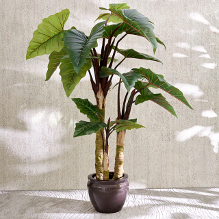 Elephant Ear