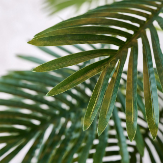 Areca Palm