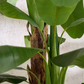 Strelitzia-large