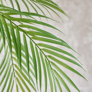 Areca palm