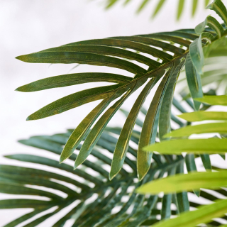 Areca Palm