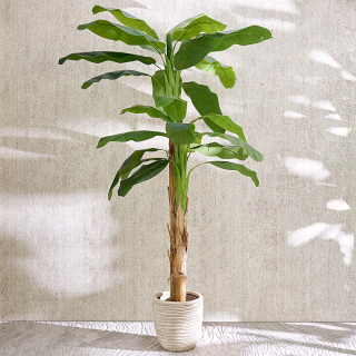 Strelitzia-large